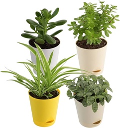 Live Plants